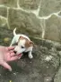 Джак Ръсел Териер, снимка 4