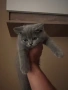 Продавам британска котка, снимка 1