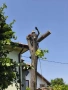 Премахване Рязане Отсичане Кастрене на Опасни Дървета Арбористи Автовишка / Кран, снимка 7