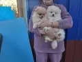Продавам померан, снимка 2