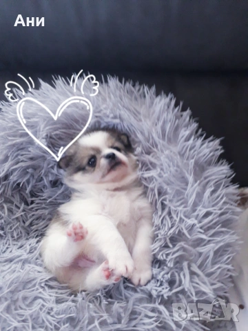 ШЕПИЧКА ЛЮБОВ