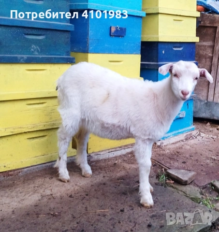 продавам женско яре, снимка 3 - Кози - 54391988