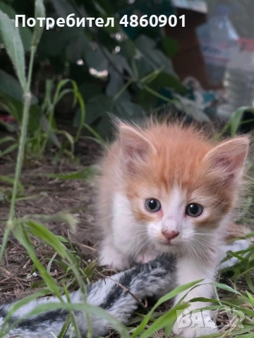 Подарявам котенца, снимка 3 - Други - 54962768