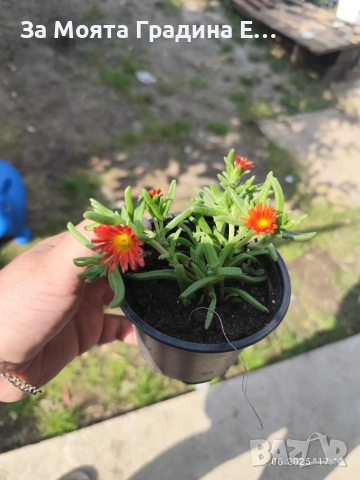 Делосперма - Почвопокривна и Каскадна , снимка 13 - Разсади - 54020837