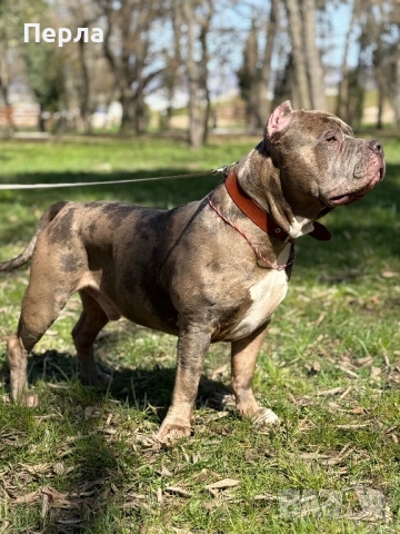 Американско Були ХЛ за разплод