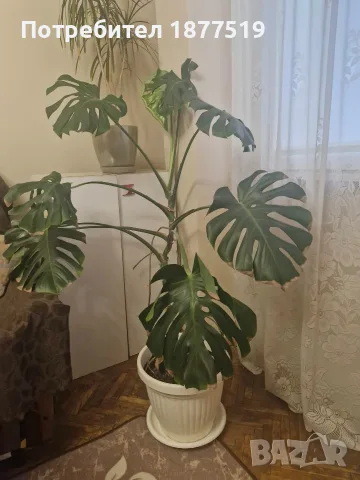 Филодендрон / Монстера 