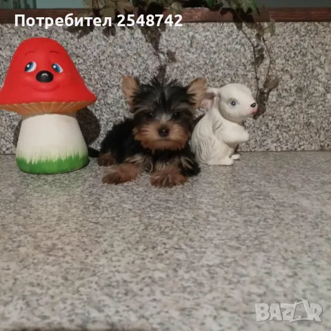 Мини Йорки.  . . 