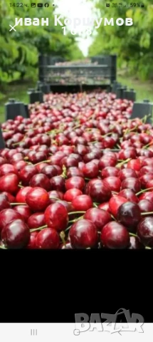 Череши за ракия 0.40 цента, снимка 2 - Домашни продукти - 54790954
