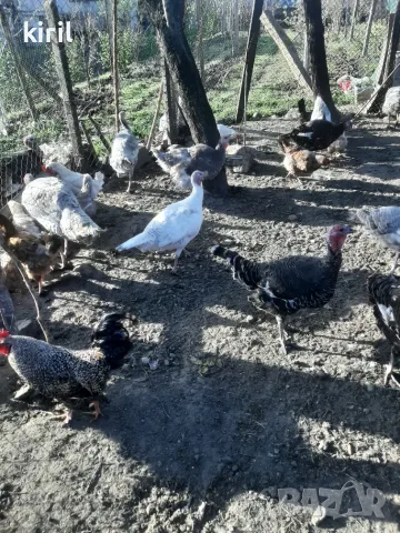 Продавам 10бр.женски пуйки  , снимка 6 - Кокошки и пуйки - 51771019