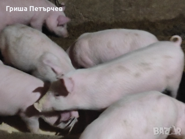 малко прасенца 15 20 кг , снимка 3 - Други - 55151323