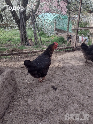 продавам оплодени яйца за люпене , снимка 8 - Кокошки и пуйки - 54273769