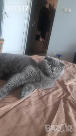 Котенце , шотландско клепоухо, снимка 5 - Британска късокосместа - 55103584