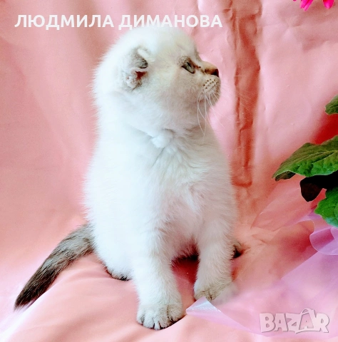 Шотландско мъжко Скоттиш Фолд , снимка 5 - Британска късокосместа - 54665341