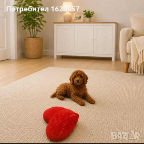 Пудел/Мини пудел 