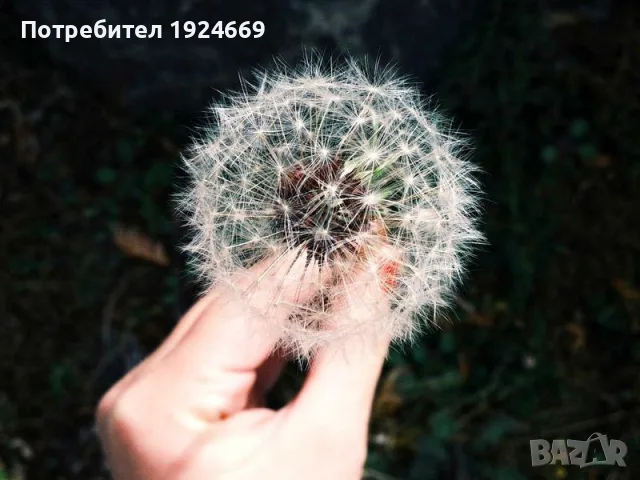 Рейс велосипед за деца 12 инча с тренировъчни колела 7N2B, снимка 2 - Сортови семена и луковици - 55445630