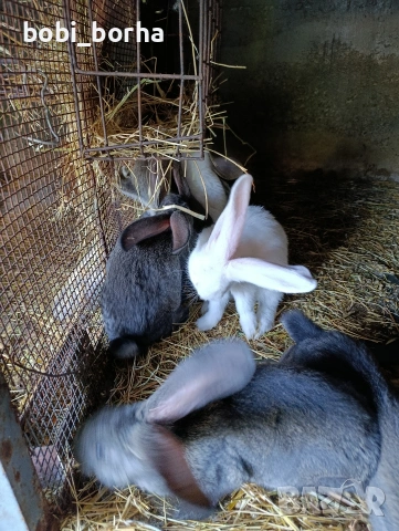 Зайци
