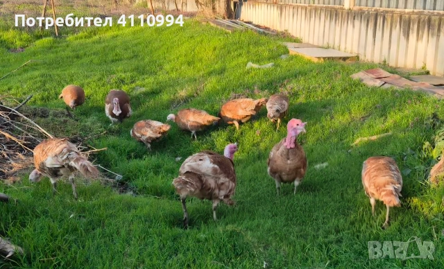 ЯЙЦА от пуйки, порода "Ред бърбън"