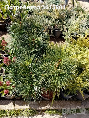 лавровишна , снимка 13 - Градински цветя и растения - 53971651