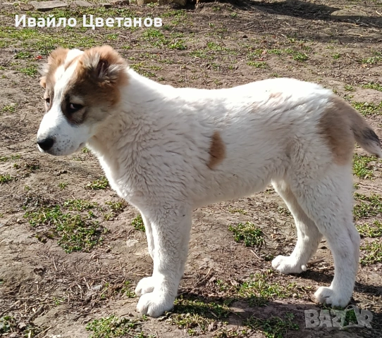 Алабай, снимка 2 - Алабай - 54011717