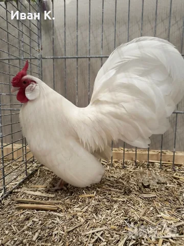 Продавам бял Розкомб
