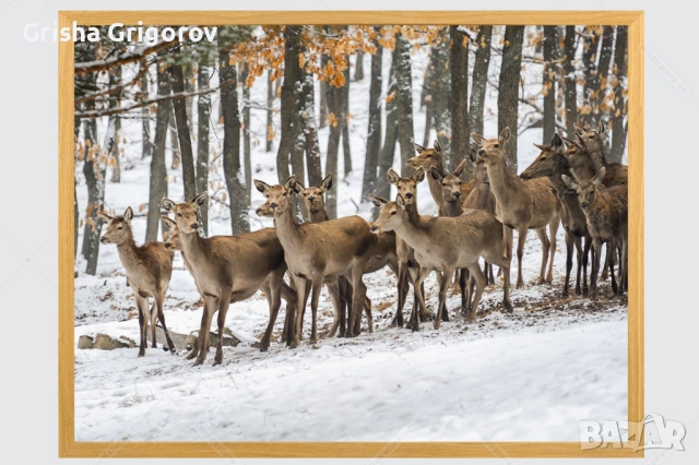 Фотокартина с кошути
