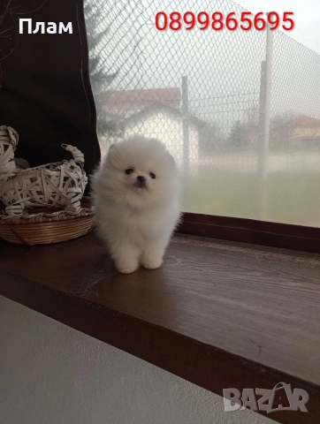 Мини момче и момиче Померани.Реални снимки !, снимка 3 - Померан - 54049700