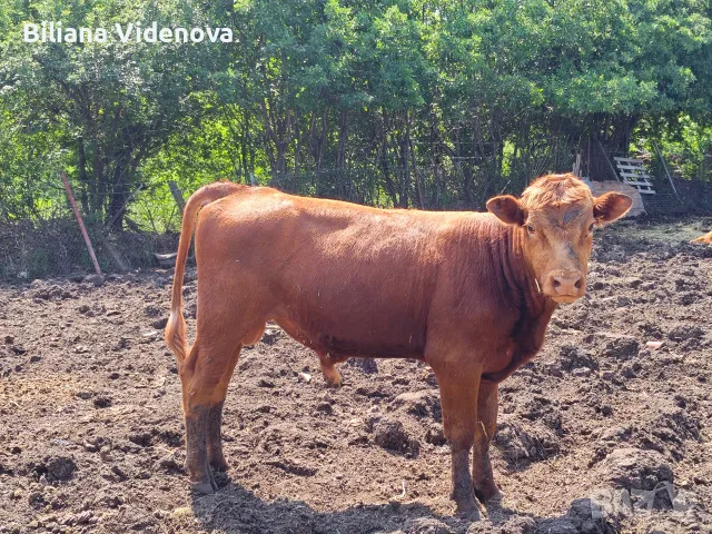 Продавам крави, юници и телета, снимка 16 - Крави - 55324137