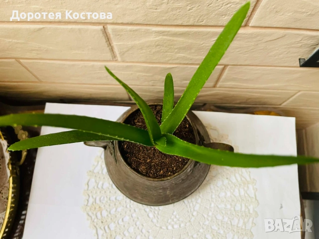 Красива медна кашпа с 2 дръжки от Англия с алое вера, снимка 4 - Антикварни и старинни предмети - 54361689