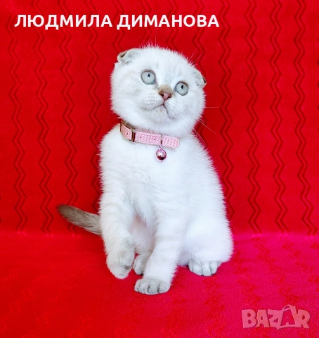 Шотландско мъжко , снимка 2 - Британска късокосместа - 54737564