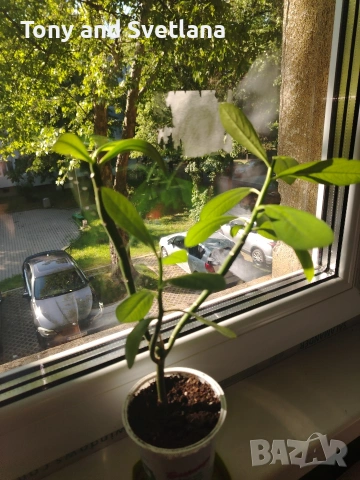 Каучуково растение (Syngonium grantii) , снимка 7 - Стайни растения - 54664226