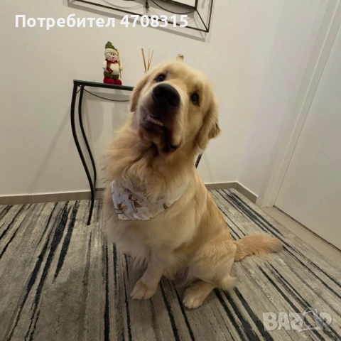 Голдън ретривър пухкаво момченце, снимка 9 - Голдън ретривър - 54427545