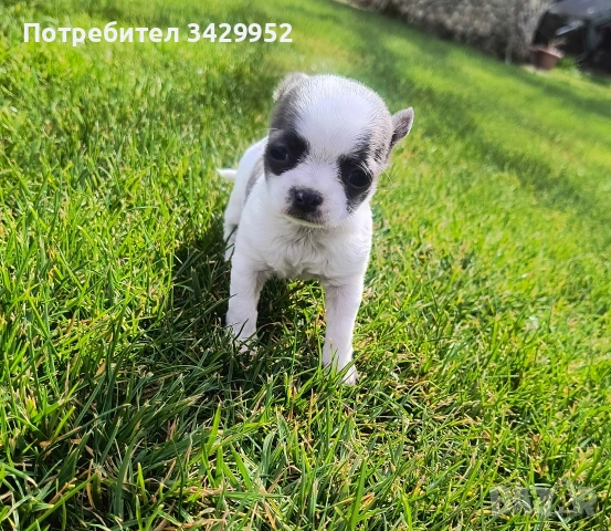 момиченце чихуахуа , снимка 5 - Чихуахуа - 54006487