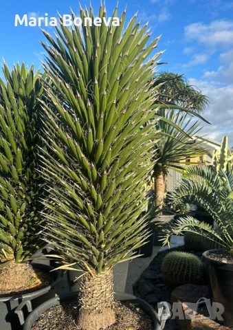 Уникална студоустойчива дървовидна юка Yucca filifera , снимка 5 - Градински цветя и растения - 54389640