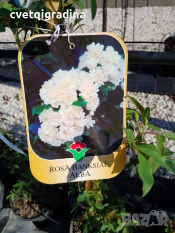Rosa banksiae Alba(Роза банксия Алба), снимка 3 - Градински цветя и растения - 54651225
