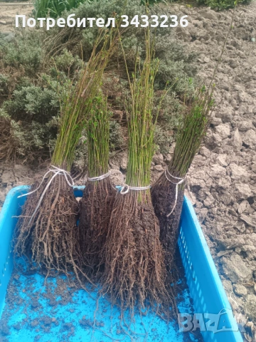 Подложка жълта джанка 