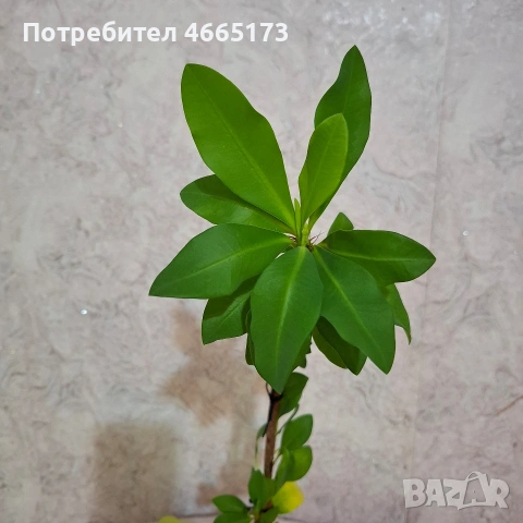 Стайно Цвете Исусов Венец, снимка 3 - Стайни растения - 54111064