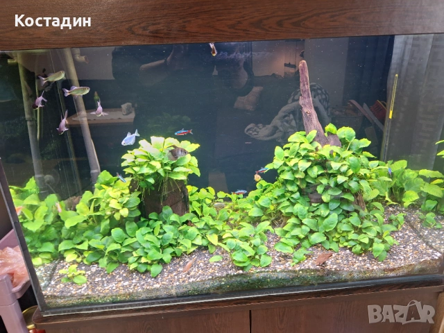 Аквариумно растение Анубиас Бартери
