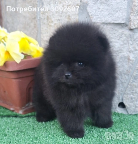 Померанче момче, снимка 3 - Померан - 54395830