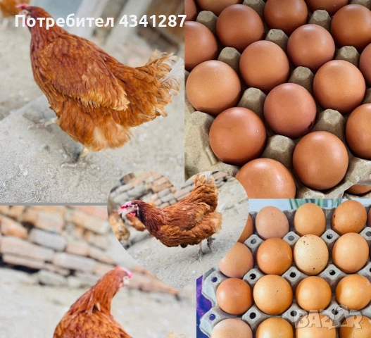 Кокошки носачки