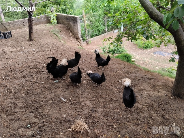 Разплодни яйца и пилета от Холандска качулата ., снимка 7 - Кокошки и пуйки - 54619474