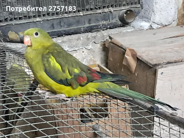 продавам женски планиски папагал 2024 година, снимка 2 - Папагали - 55641508