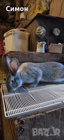 Зайци чинчила