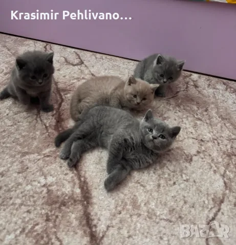 Британски сиви котенца 
