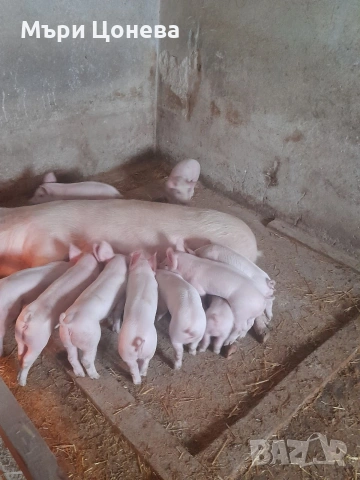 малки прасенца , снимка 3 - Прасета - 53968193