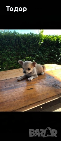 Продавам мини чихуахуа , снимка 5 - Чихуахуа - 54369643