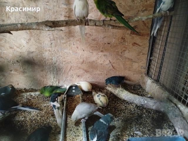 различни видове птици, снимка 4 - Папагали - 54680717