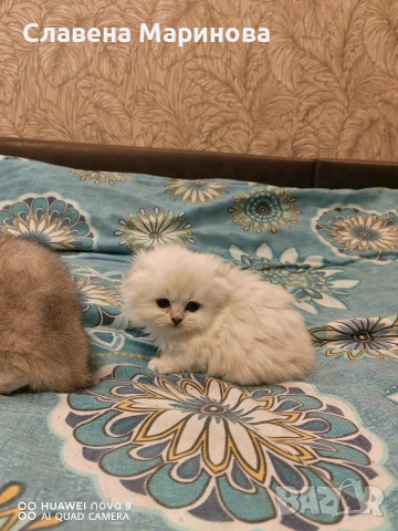 Шотландски котки , сребърна чинчила, колорпойнт, дългокосместо шотландско коте , снимка 6 - Чинчили - 54590741