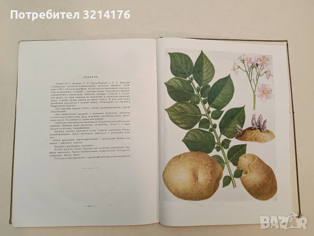 Определитель сортов картофеля - Н. Д. Зайцева (1950), снимка 5 - Специализирана литература - 54799722