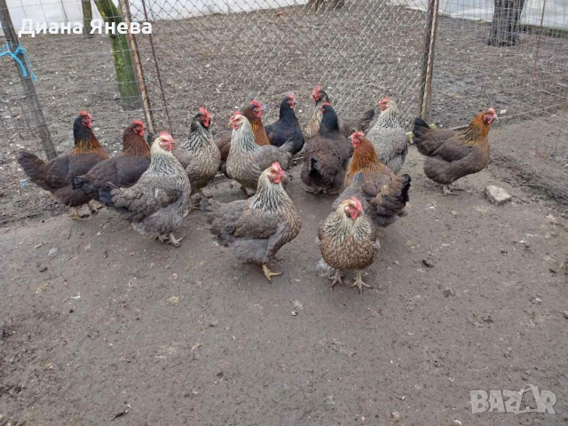 Продавам катунски кокошки