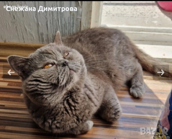 Британнска къскосместа, снимка 8 - Британска късокосместа - 54811259
